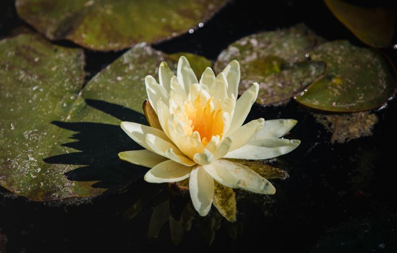 White lotus flower on water